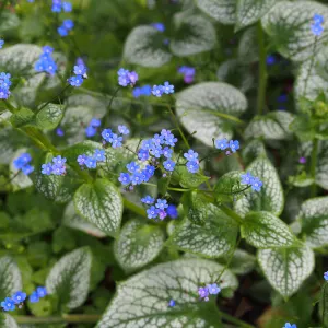 Great forget-me-not