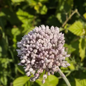 Wild leek