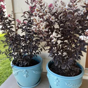 Crape myrtle