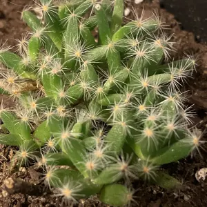 Missouri foxtail cactus