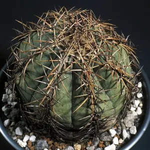 Turk’s head cactus