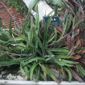 Gasteria gracilis