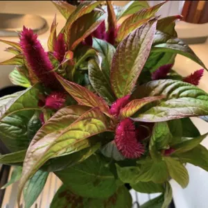 Celosia spicata
