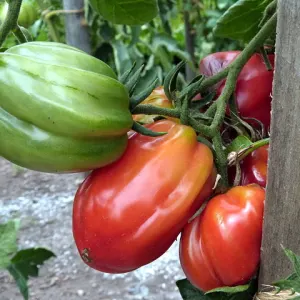 Tomato