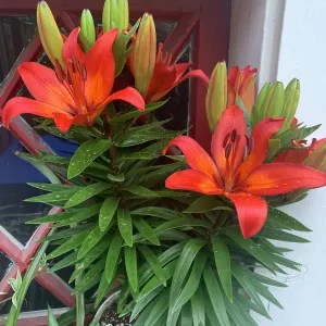 Asiatic Lily