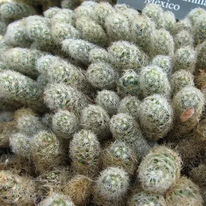 Gold lace cactus