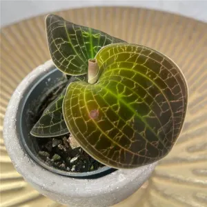 Dossinochilus
