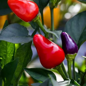 Ornamental pepper