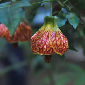 Biltmore Ball Gown Plant