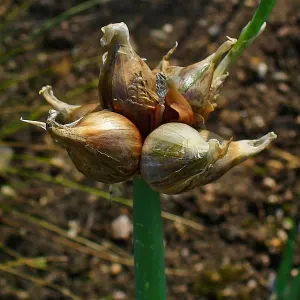 Tree onion