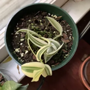 Variegated Vanilla Plant