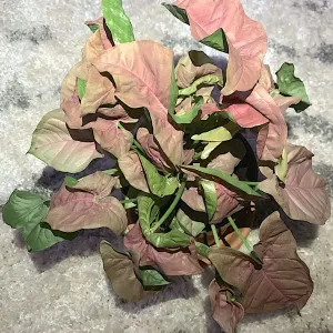 Arrowhead plant