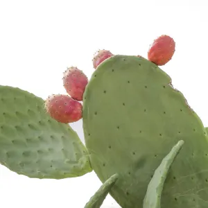Indian fig opuntia