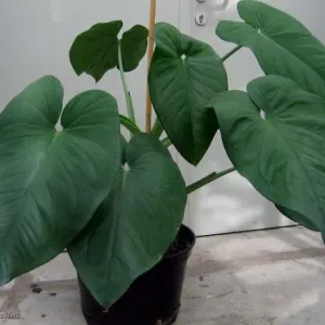 Arrowhead plant