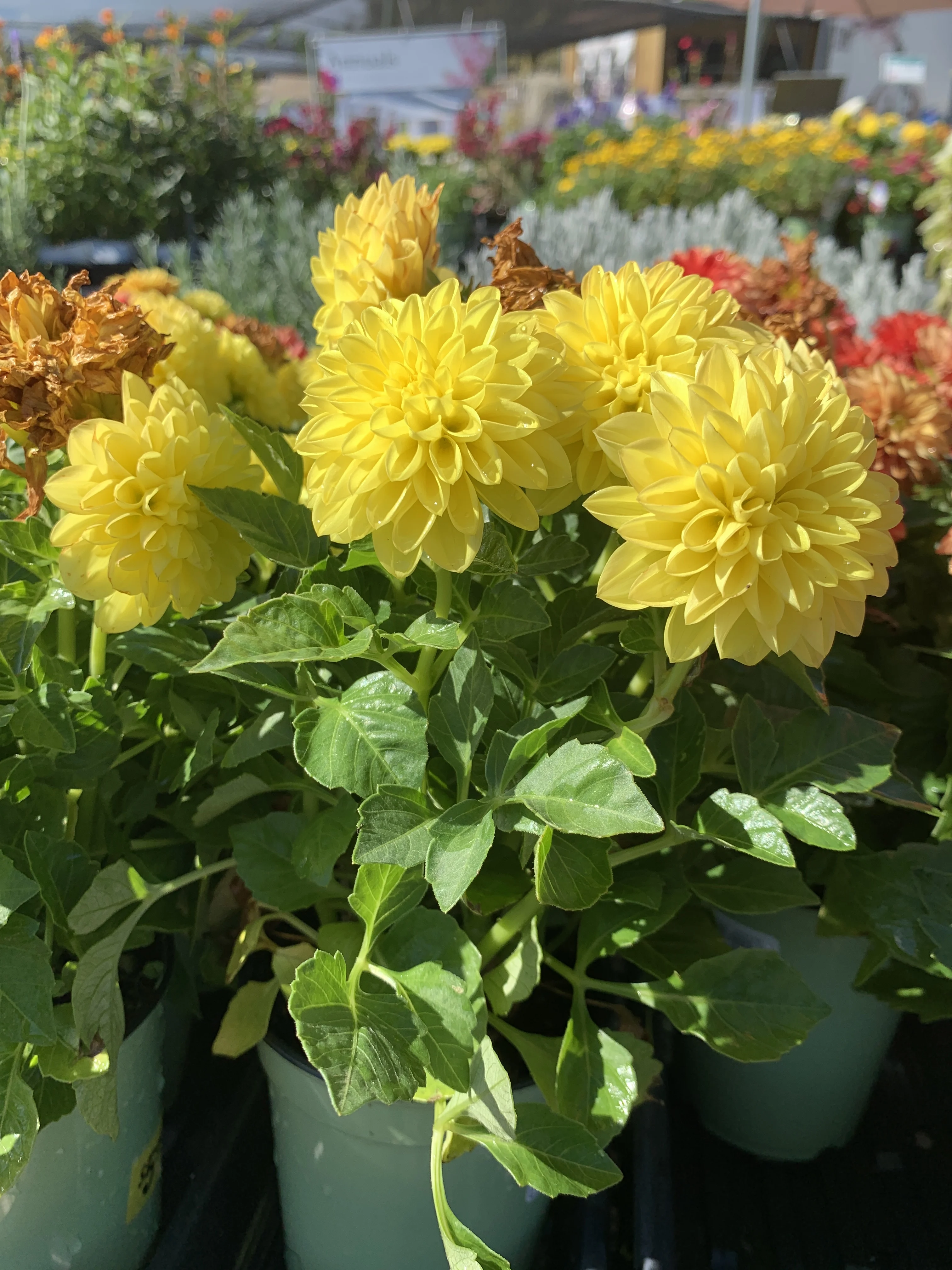 Dahlia