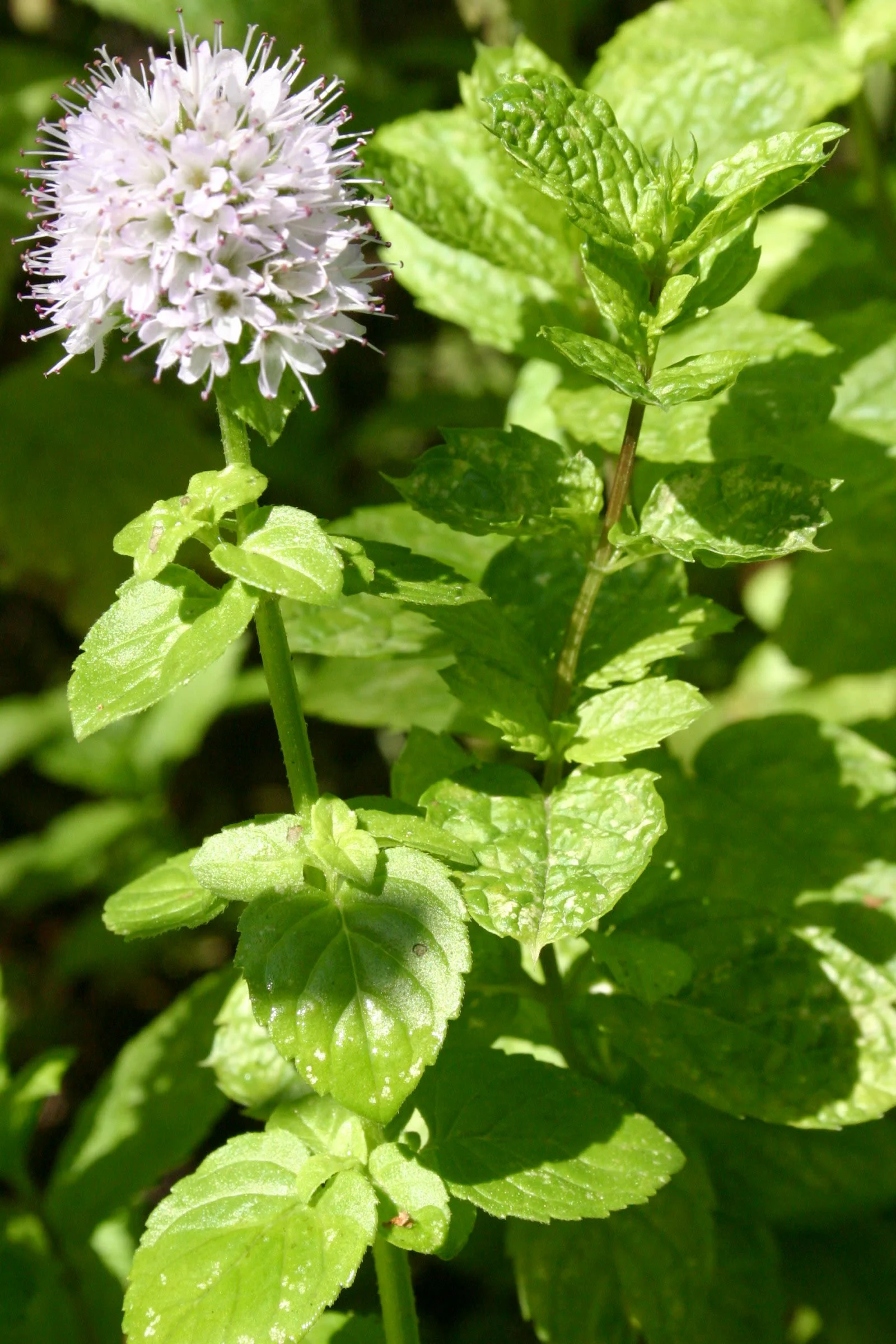 Spearmint