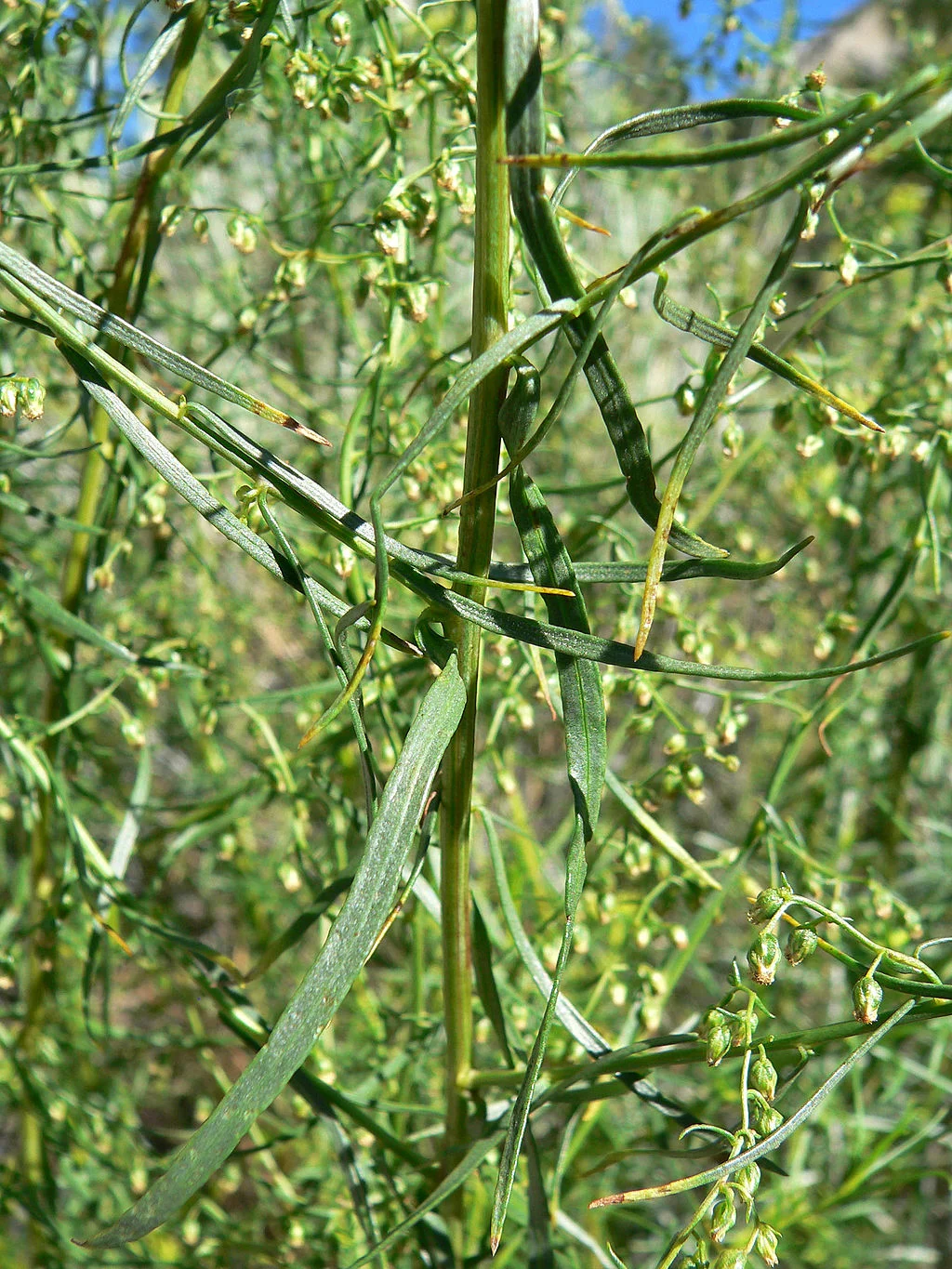 Russian tarragon