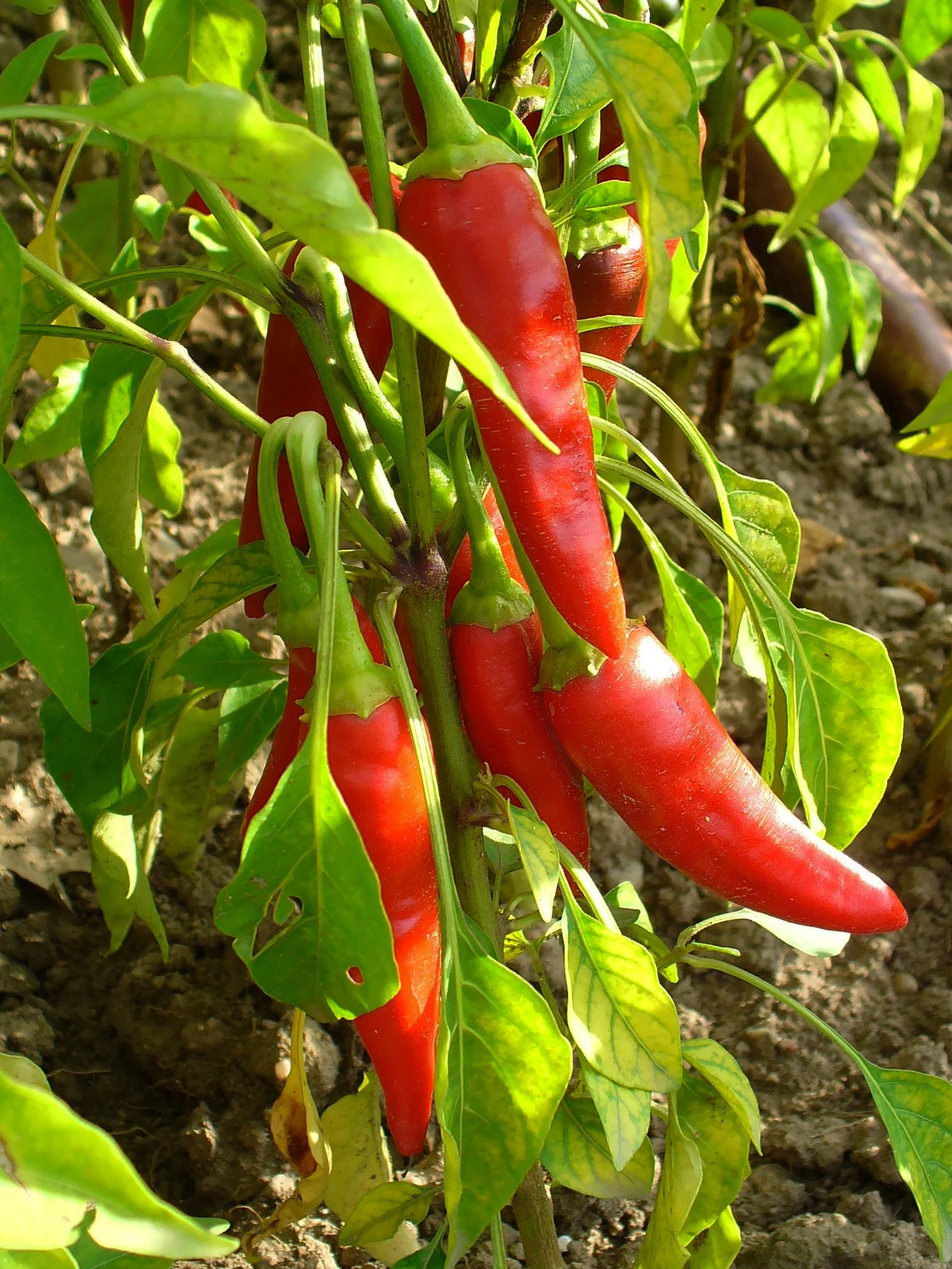 Cayenne pepper 'Cayenne Long Slim'