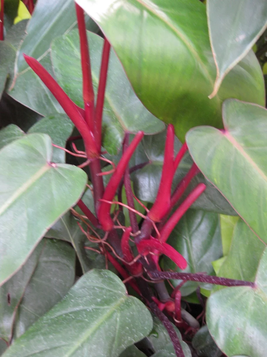 Philodendron 'Red emerald'
