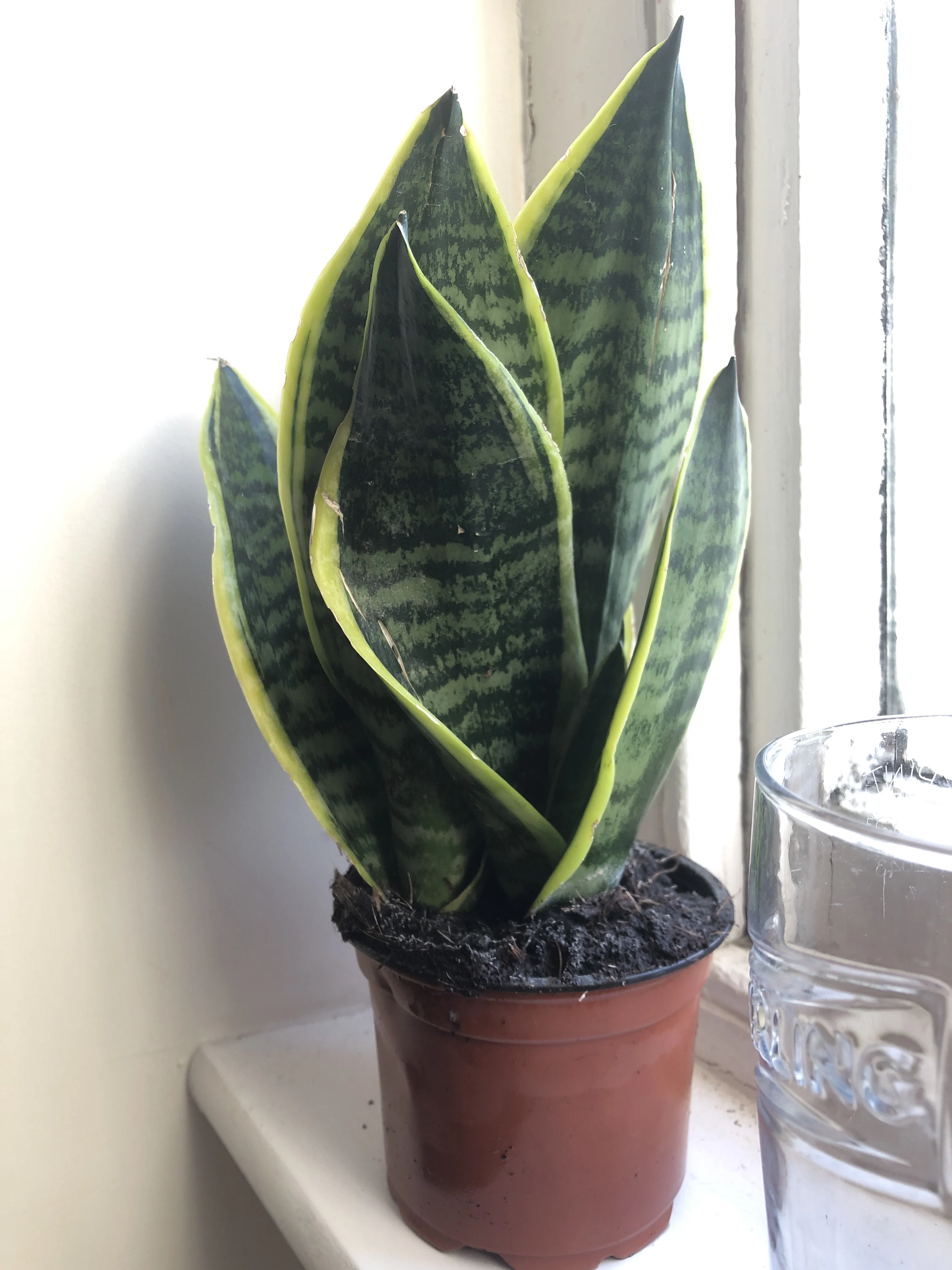 Mother-in-law’s tongue 'Futura Superba'