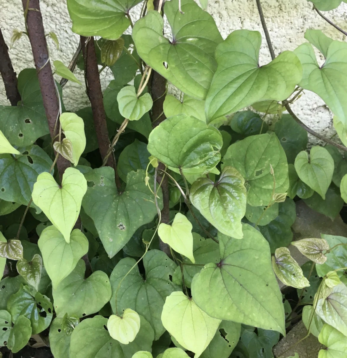 Chinese yam