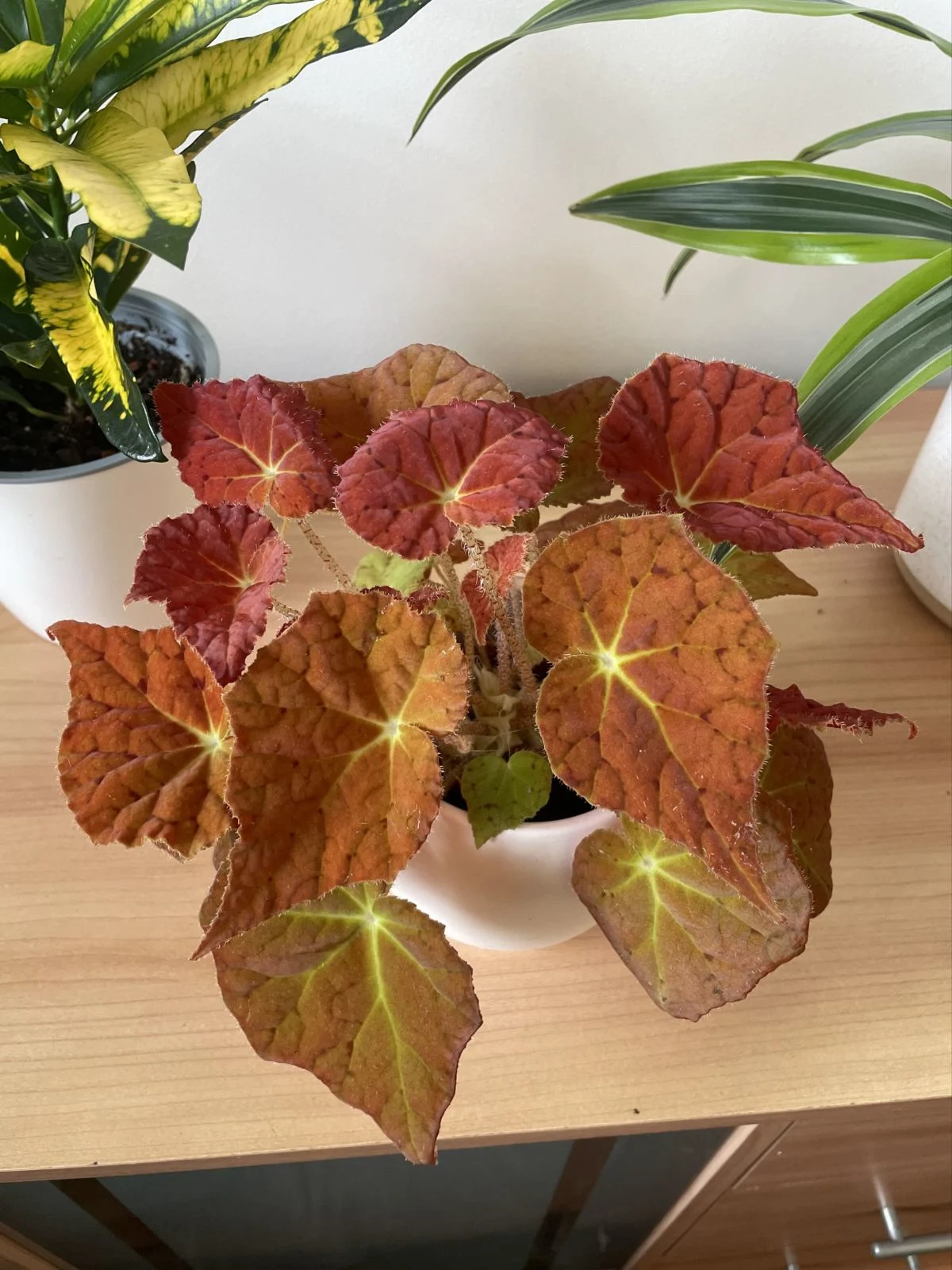 Begonia Autumn Ember 'Autumn Ember' | Planta