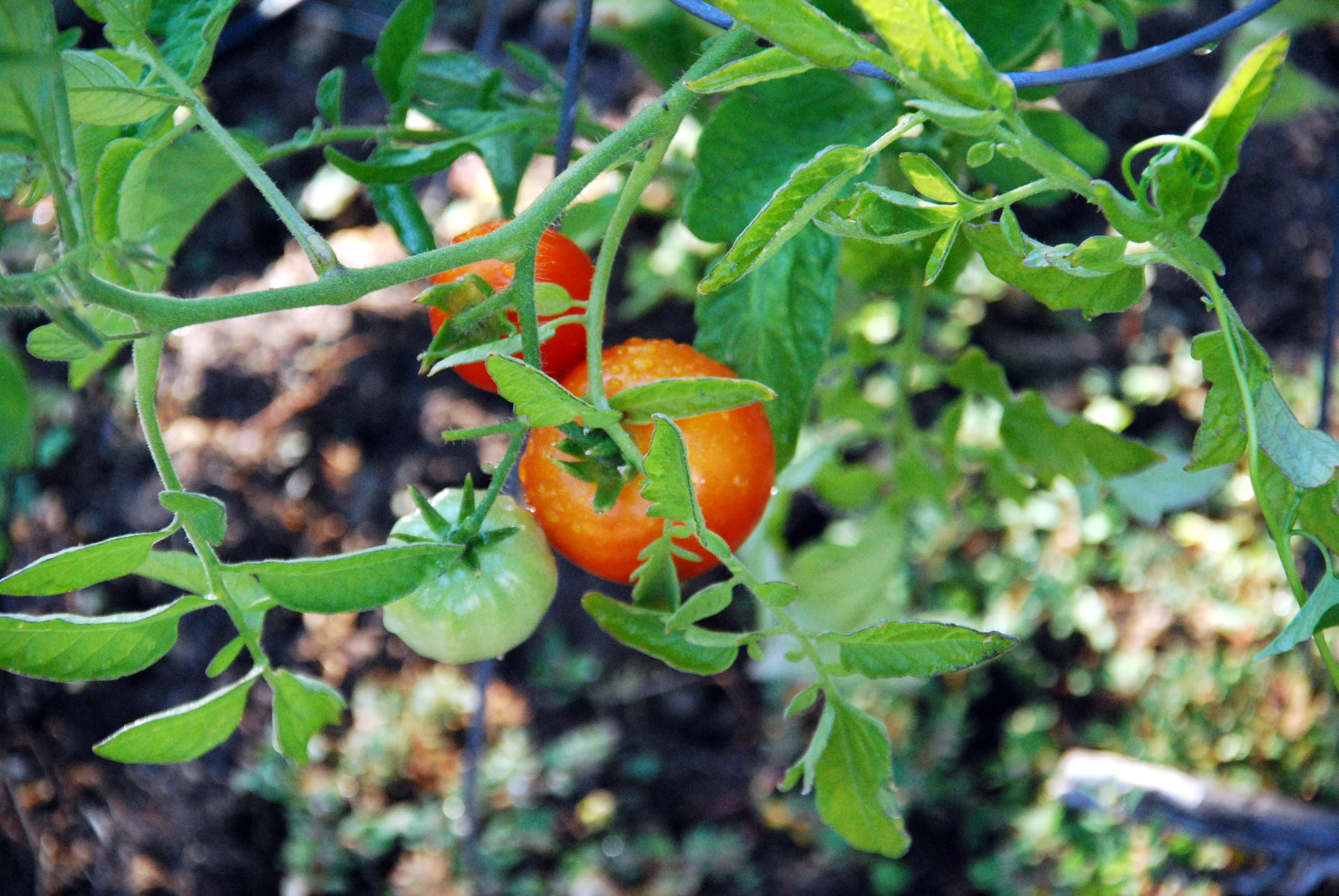 Cherry tomato 'Moneymaker'