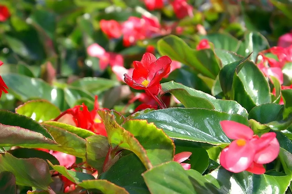 Dragon wing begonia | Planta