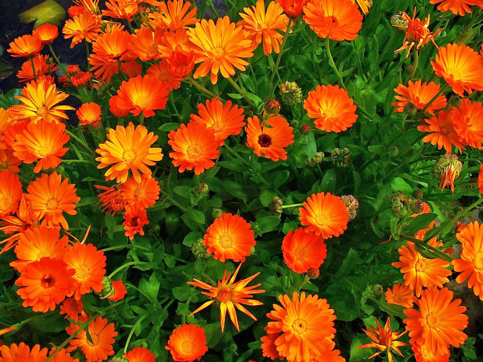 Pot marigold