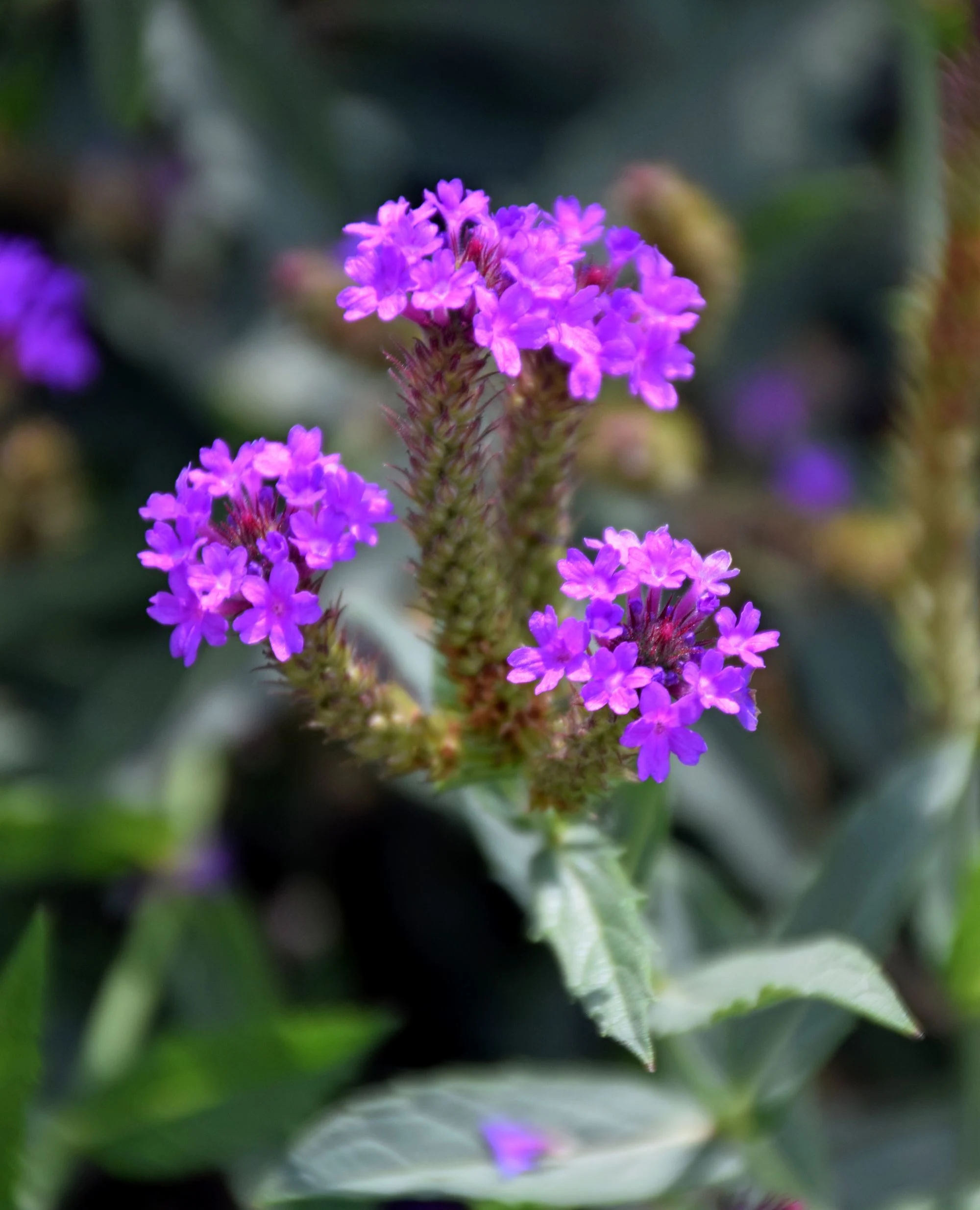 Slender vervain