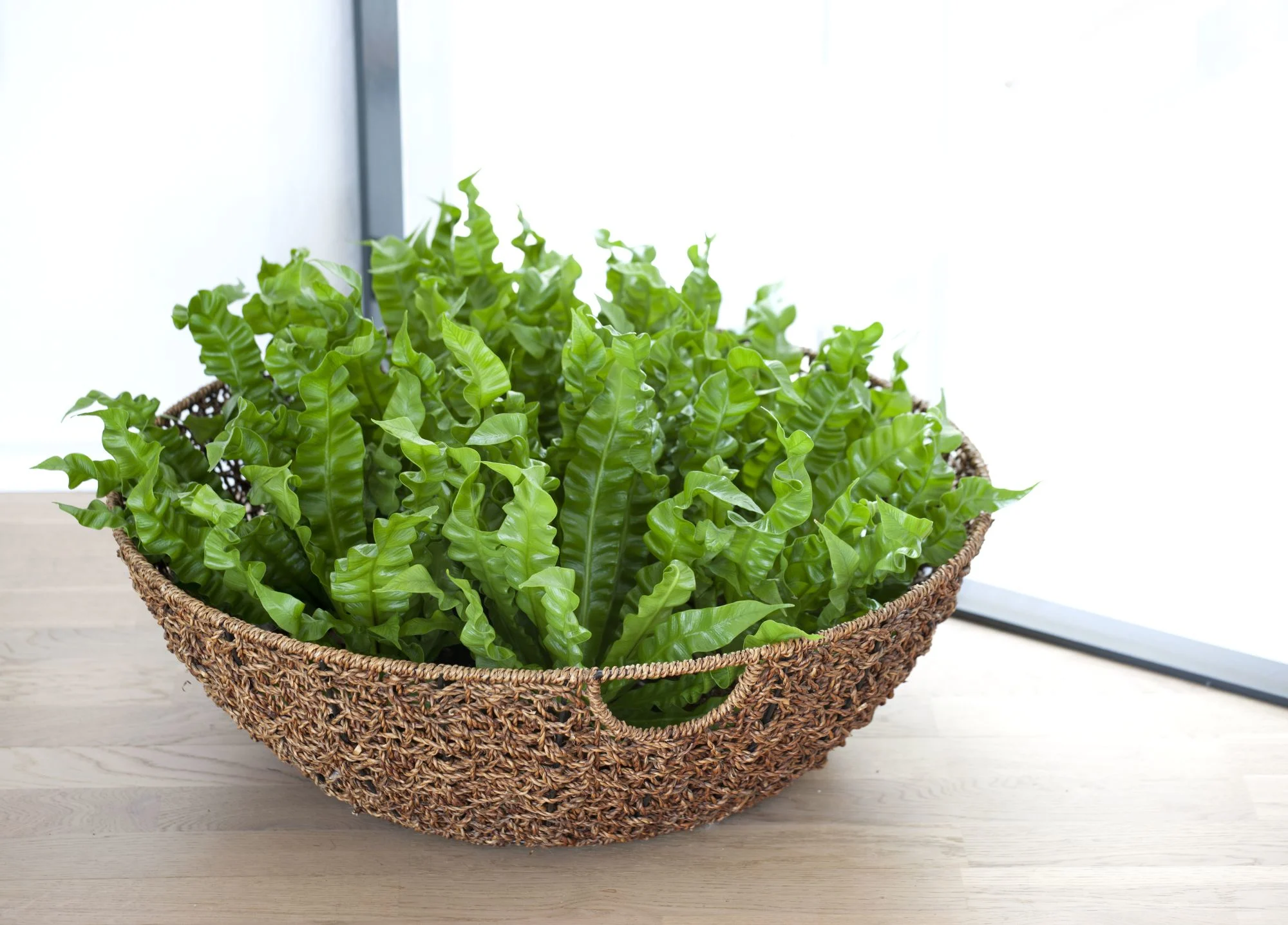 Bird's Nest Fern