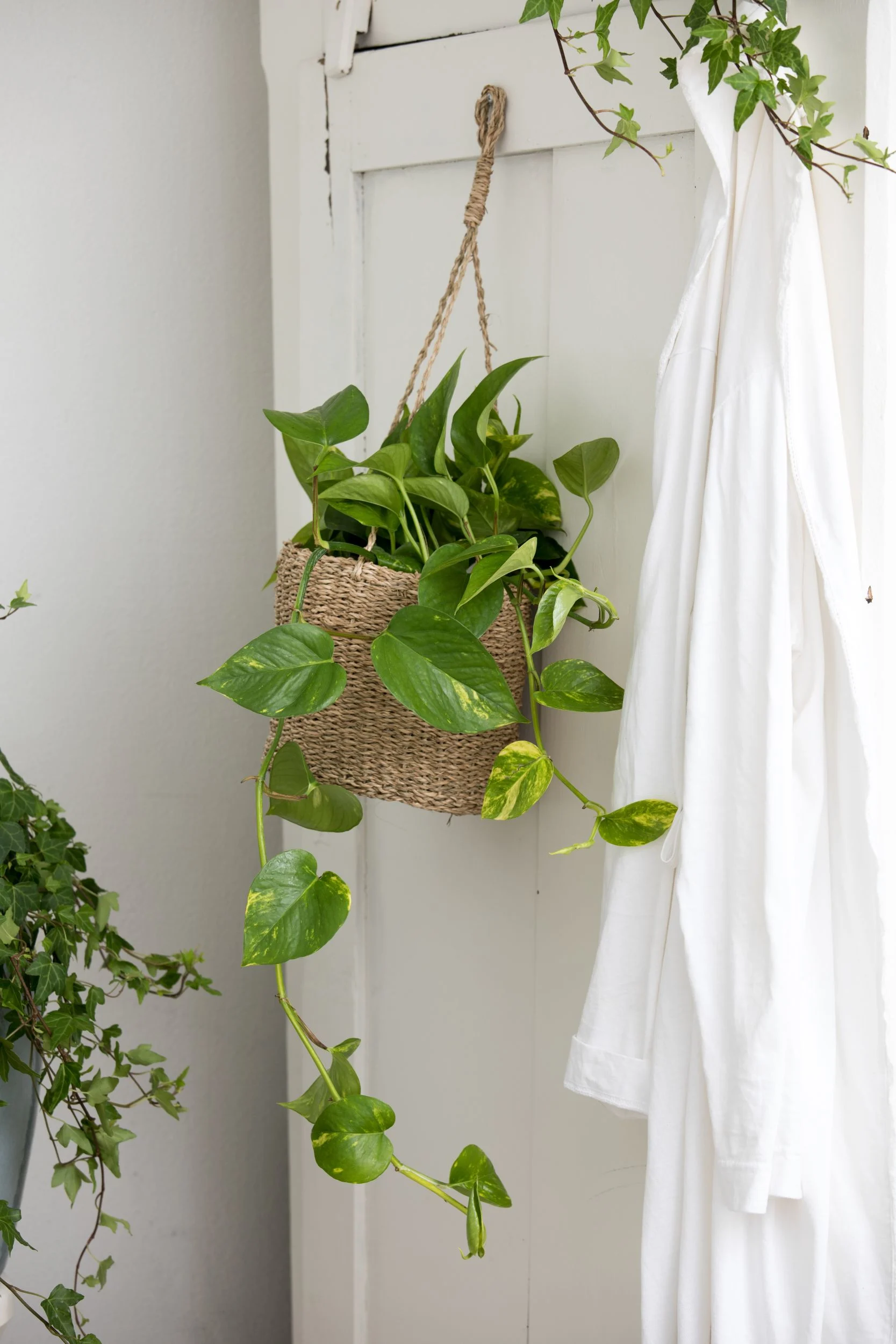 Golden Pothos
