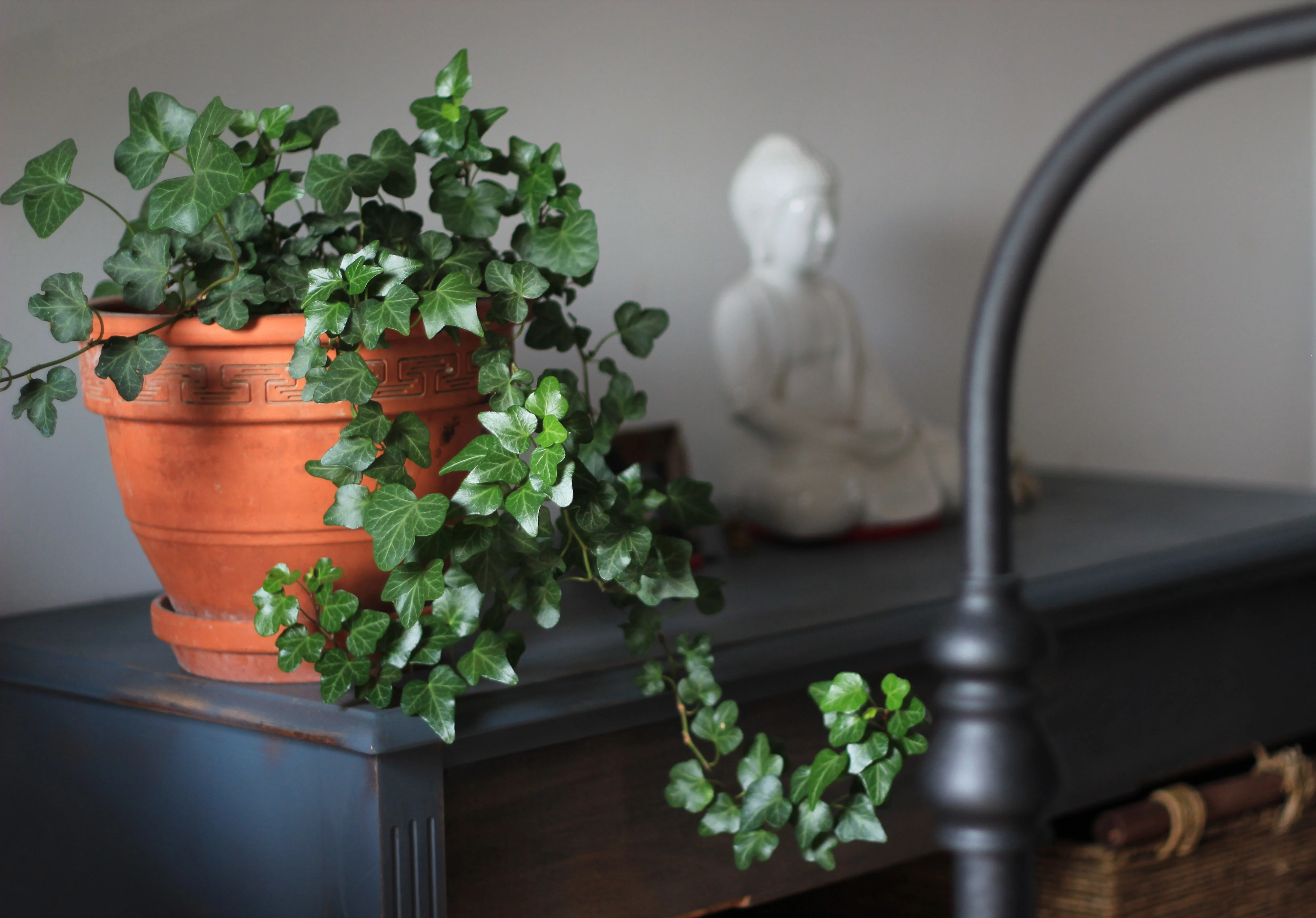 Common Ivy