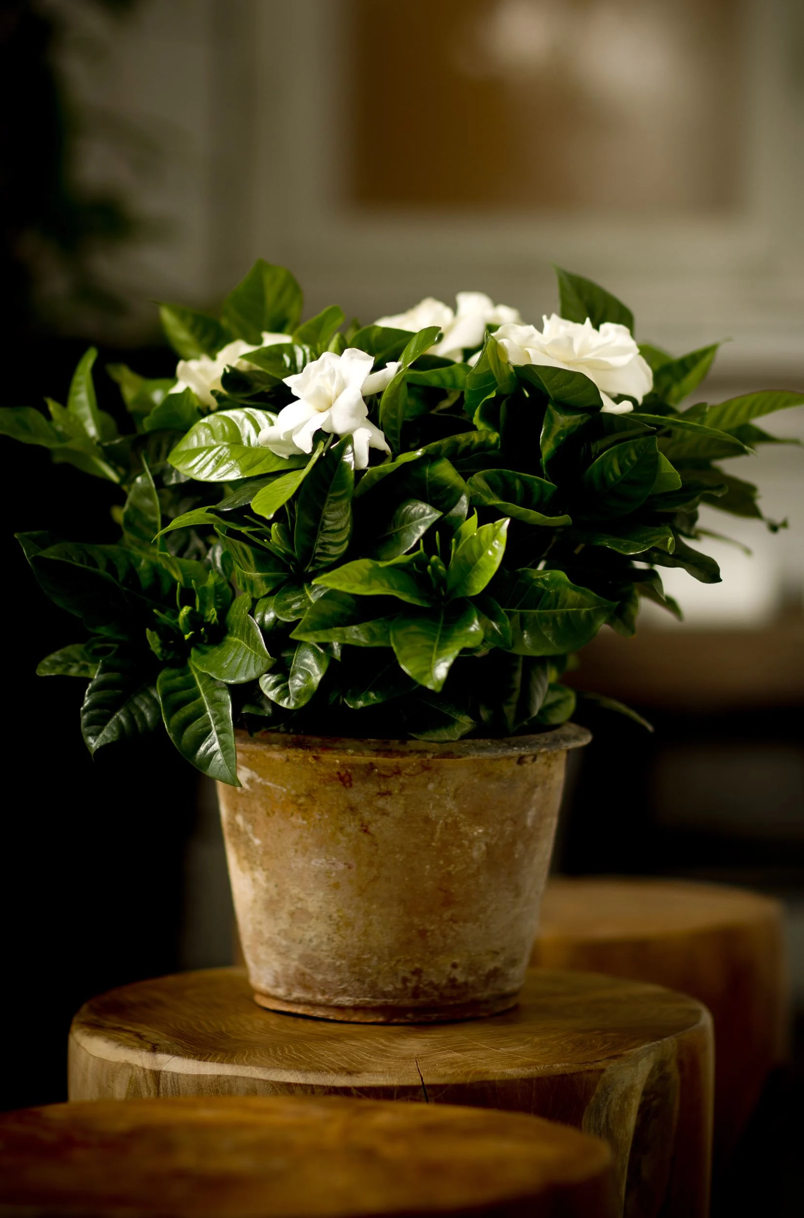Gardenia