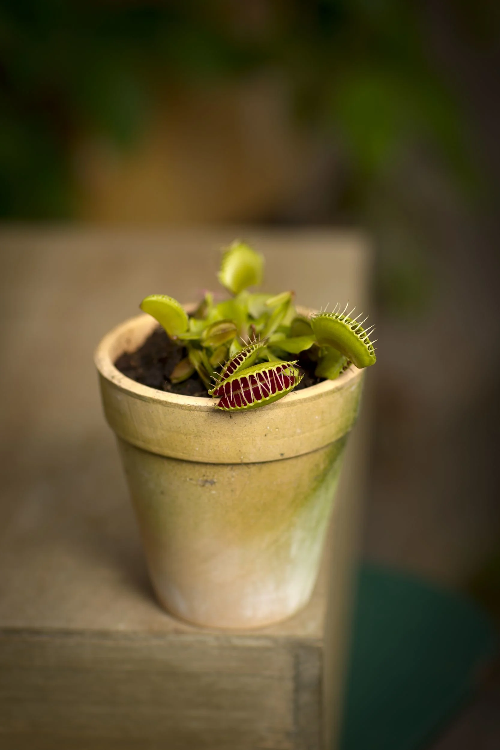Venus' Fly Trap