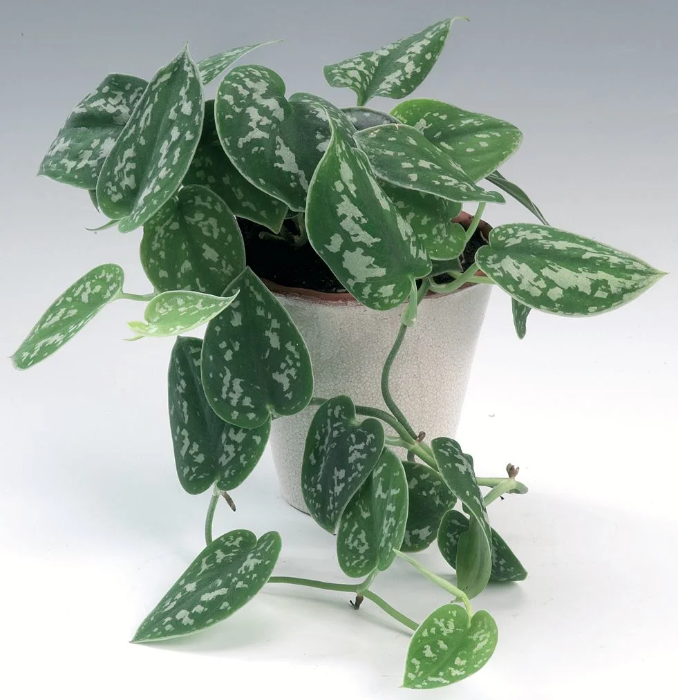 Satin Pothos