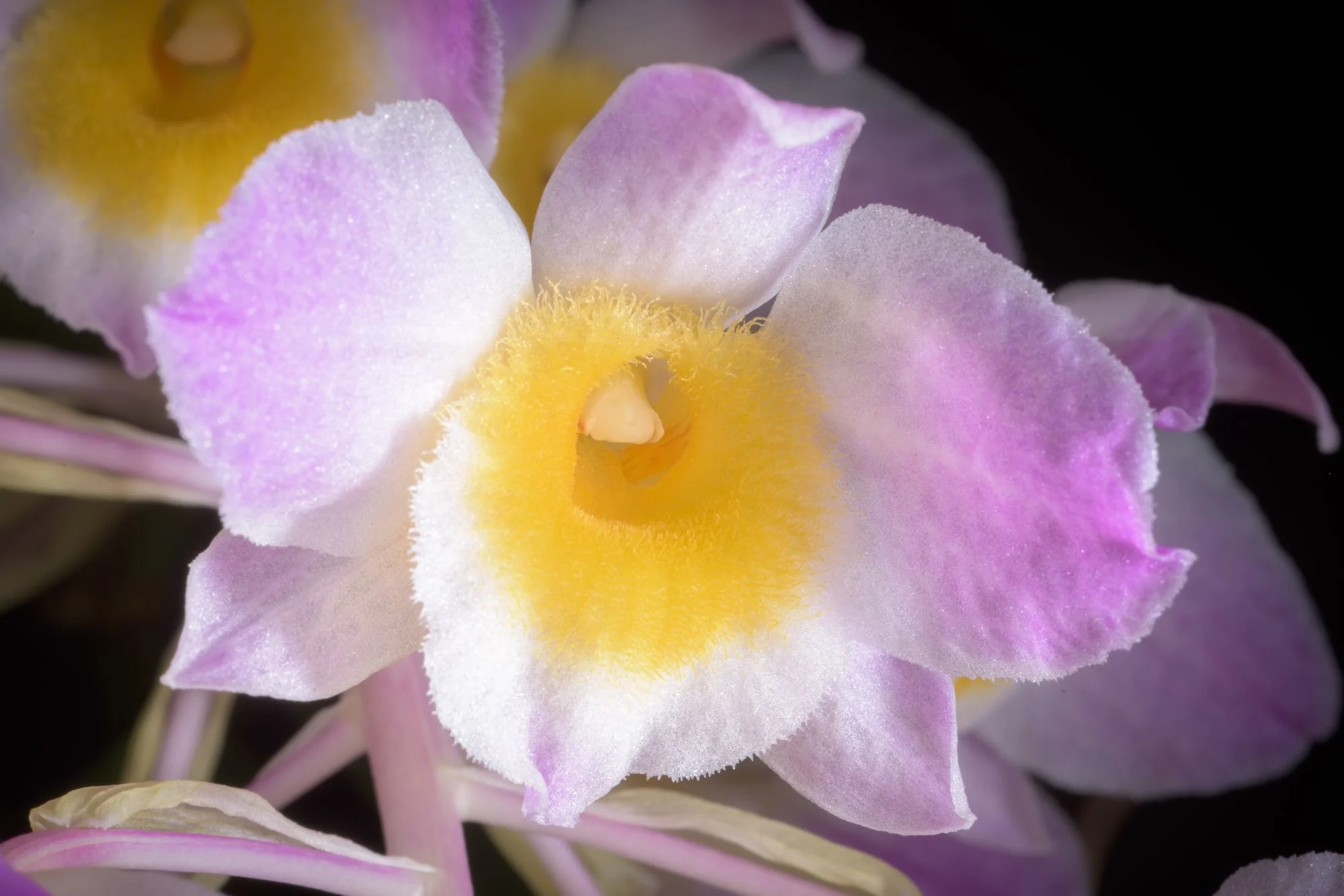 Dendrobium - Mixed Varieties