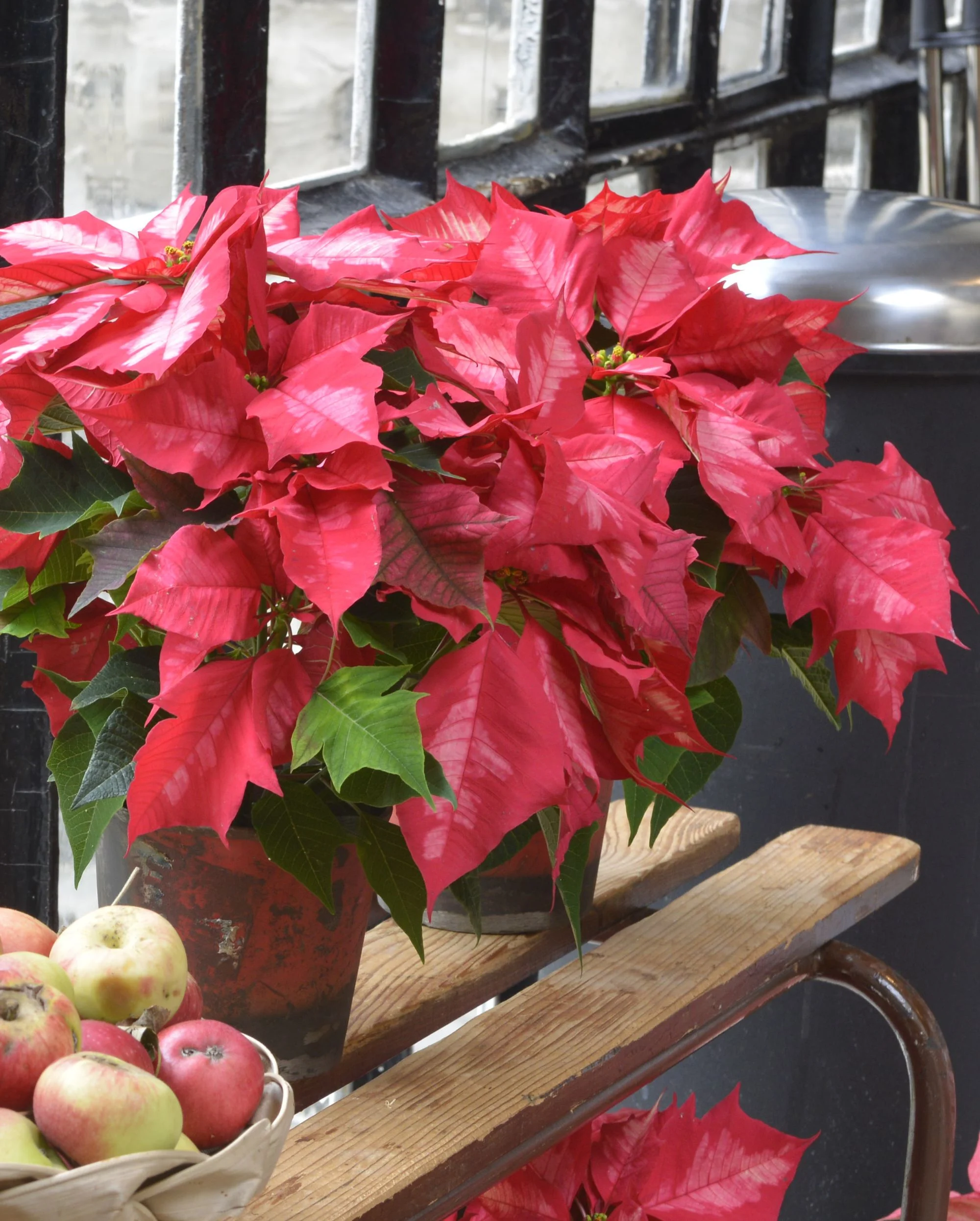 Poinsettia