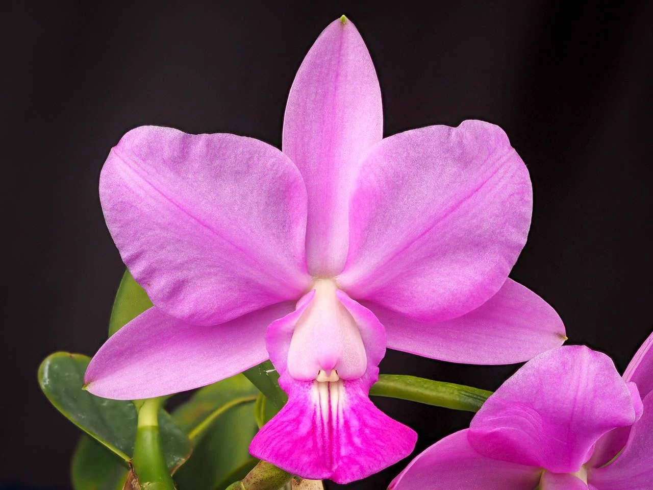 Cattleya