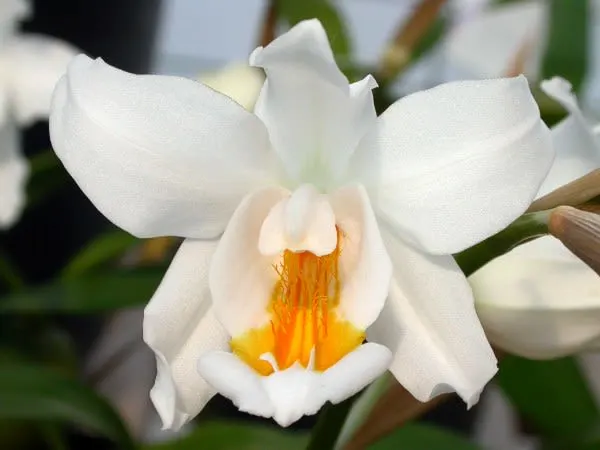 Coelogyne Cristata