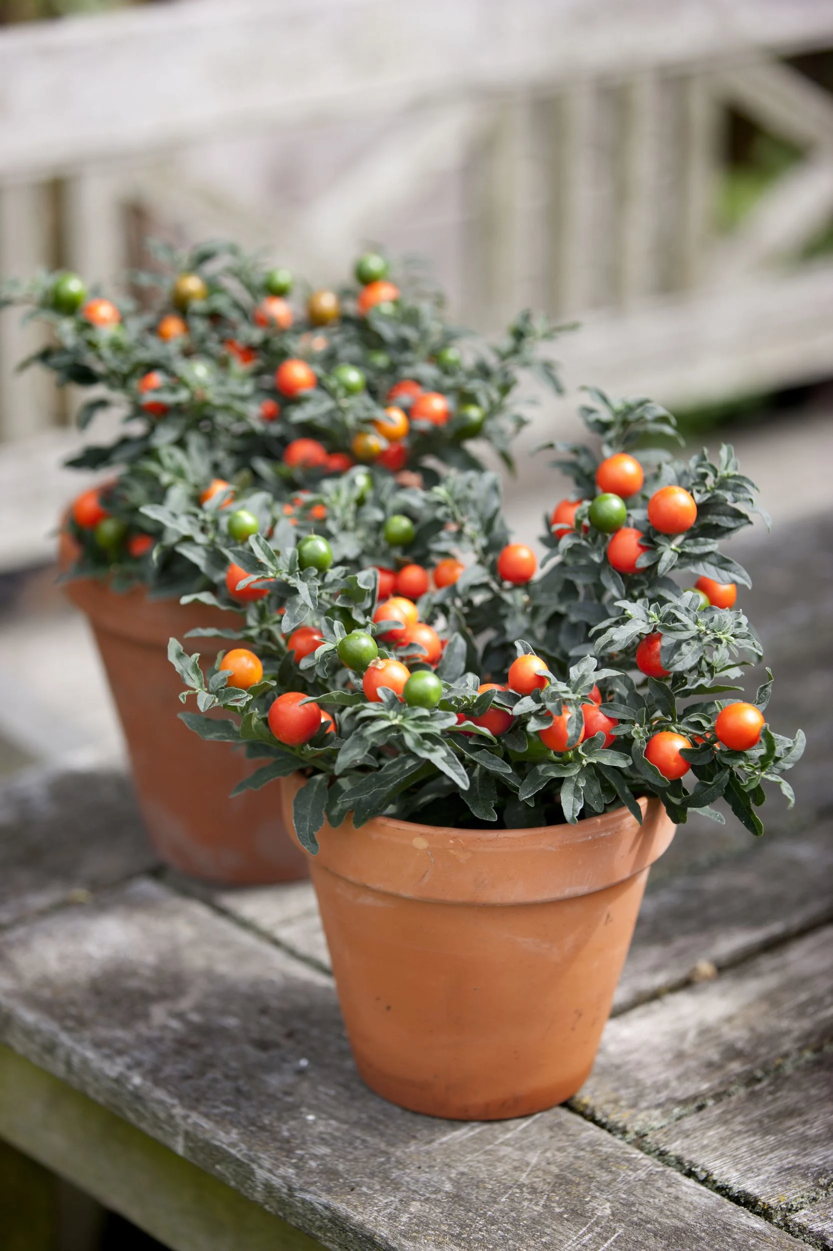 Solanum pseudocapsicum | Planta