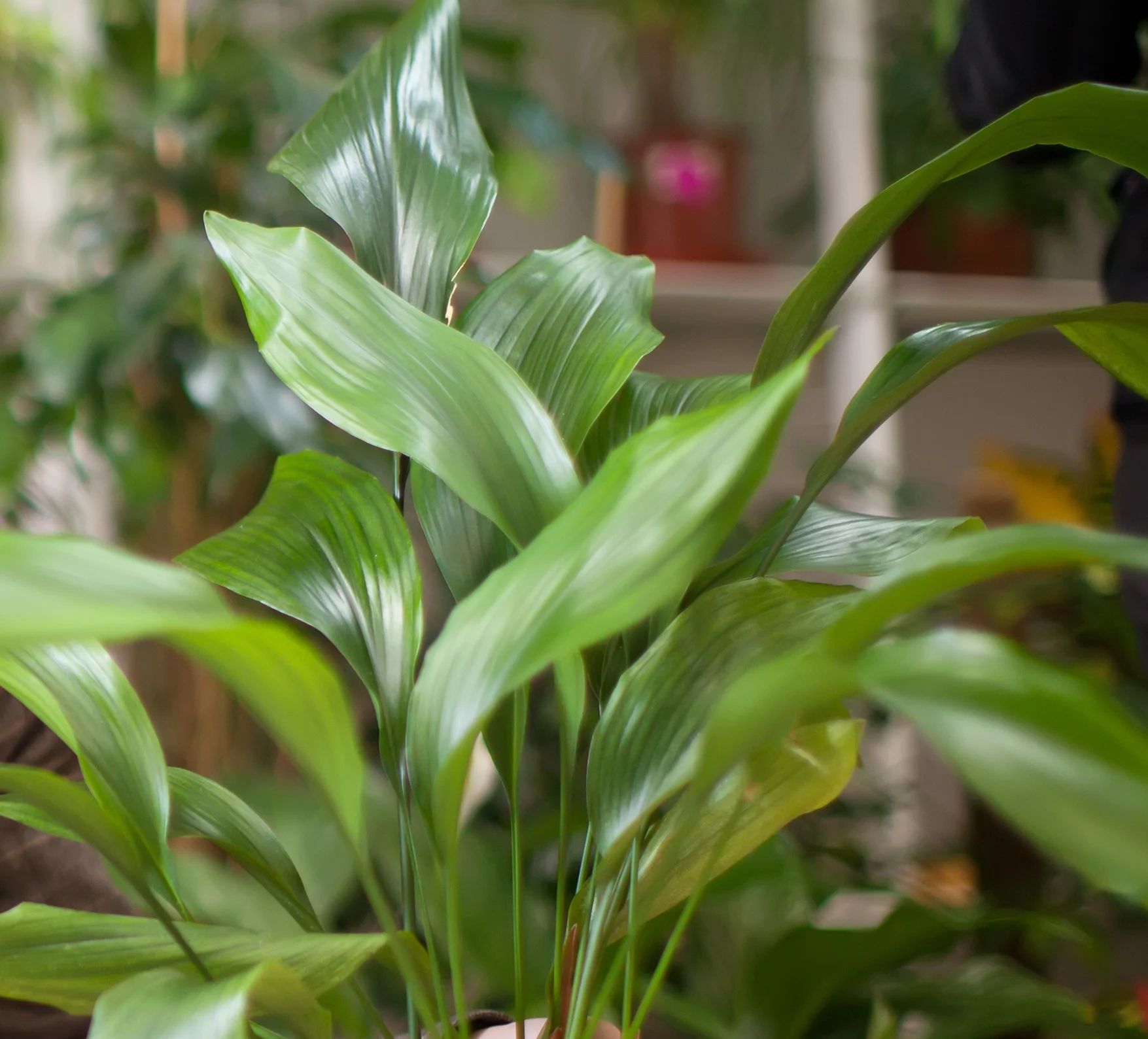 Cast Iron Plant