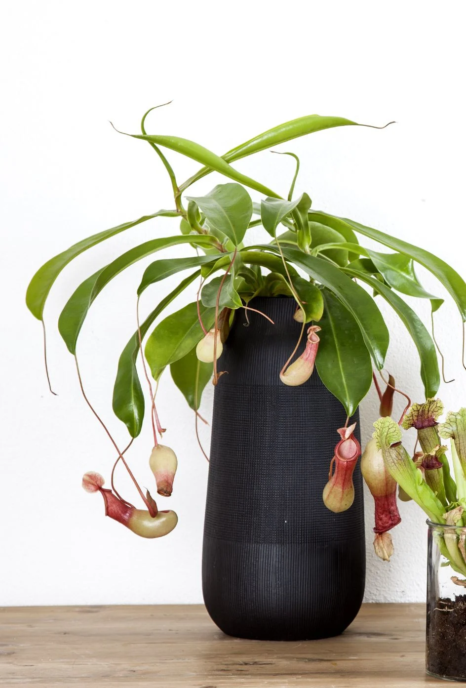 Pitcher Plant - Mixed varieties