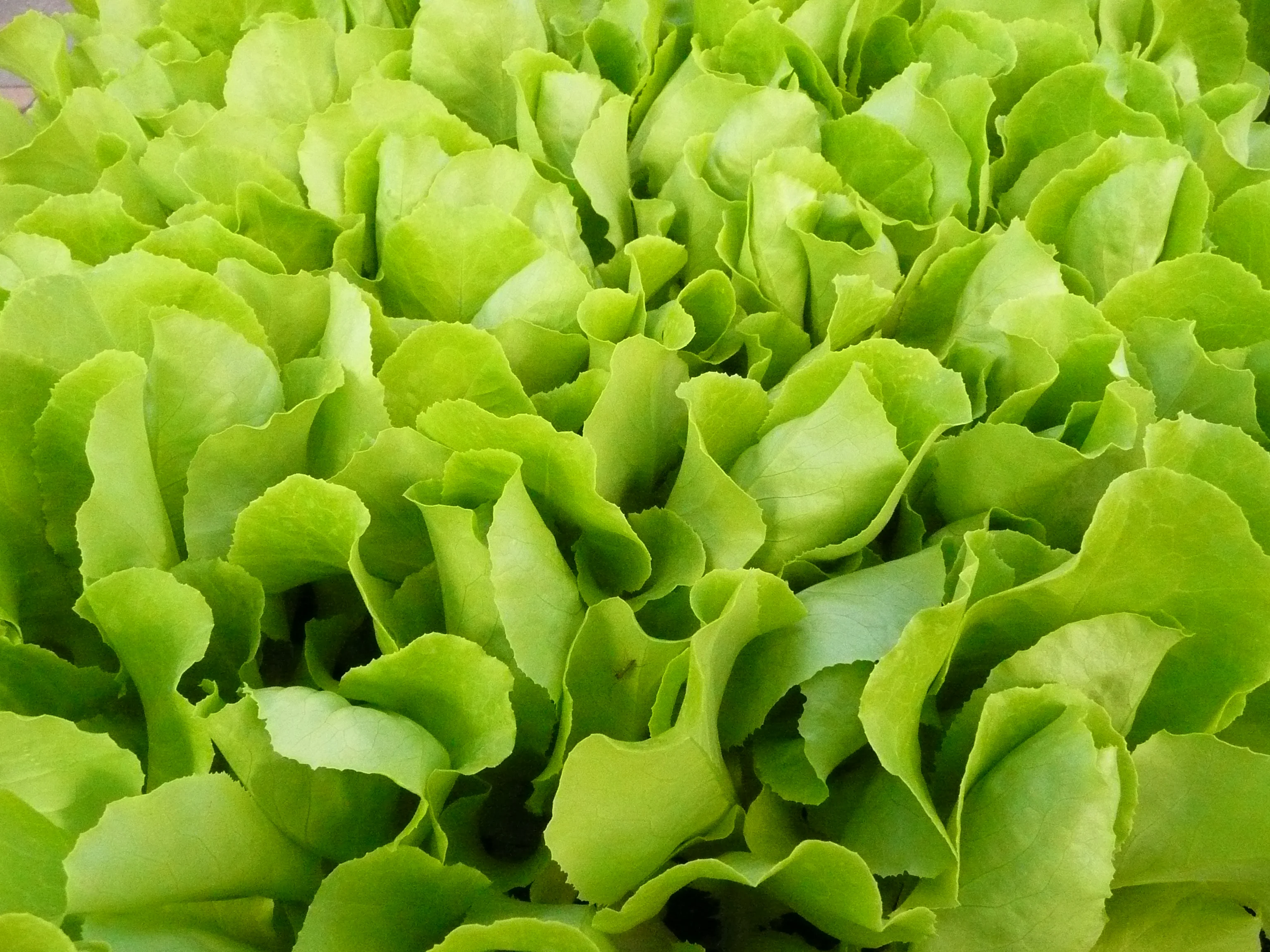 Cutting lettuce