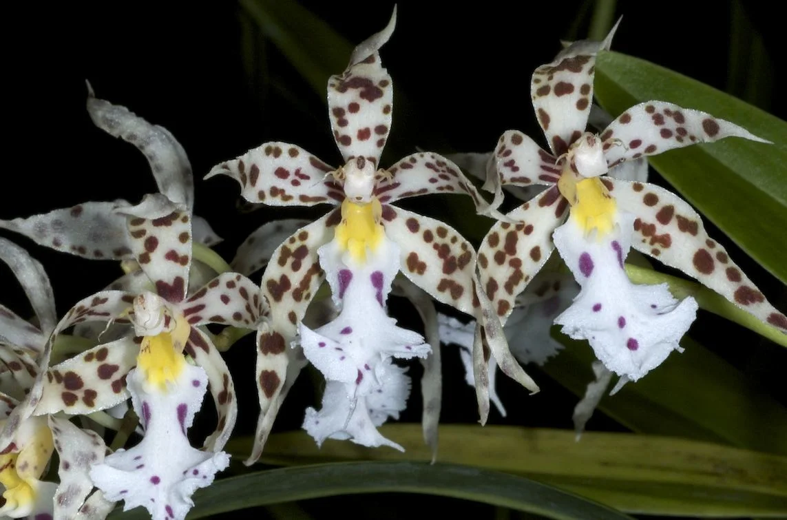 Citron-scented Orchid