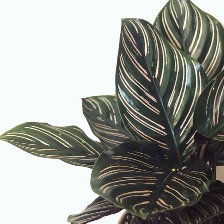 Striped Calathea