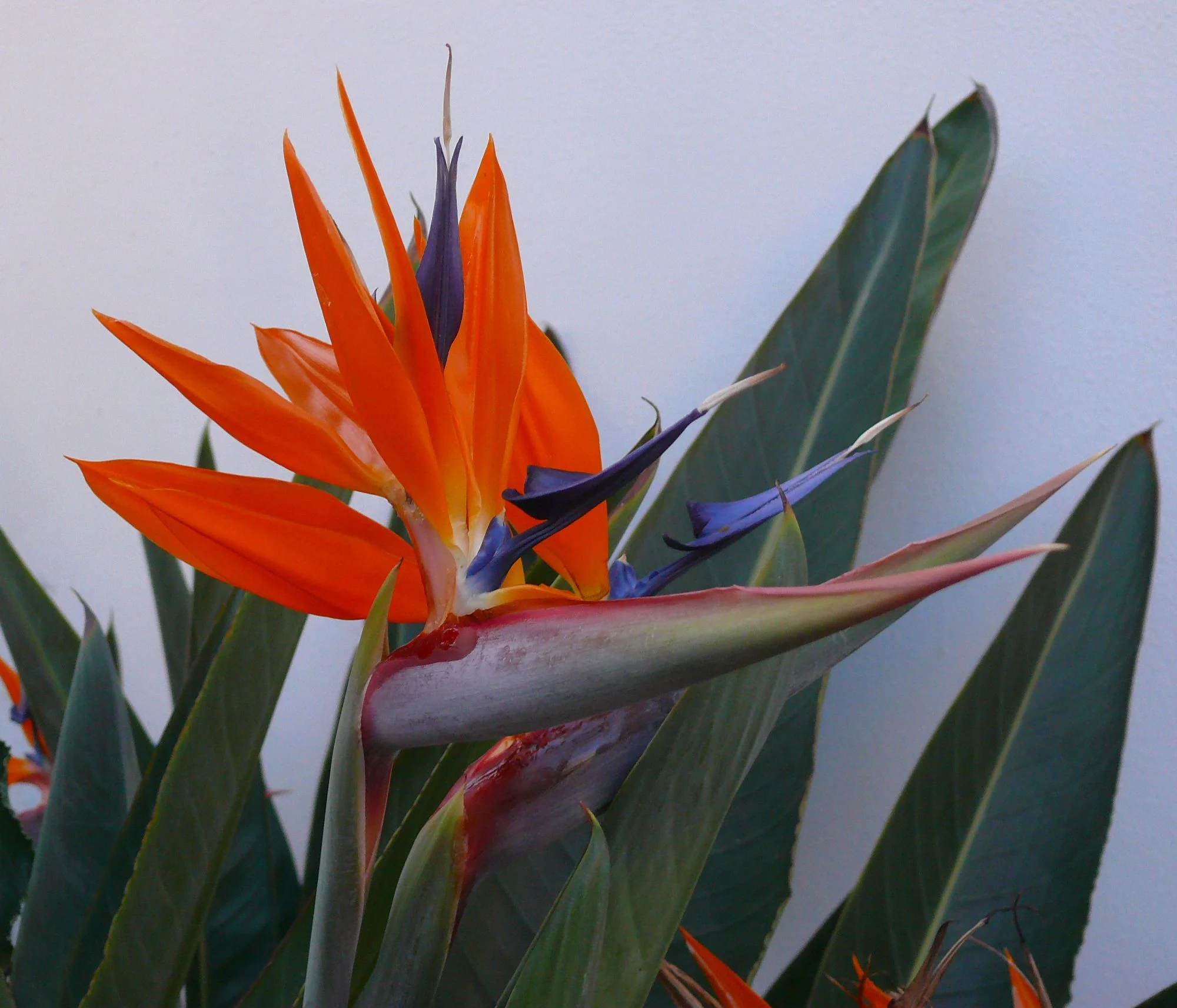 Bird Of Paradise