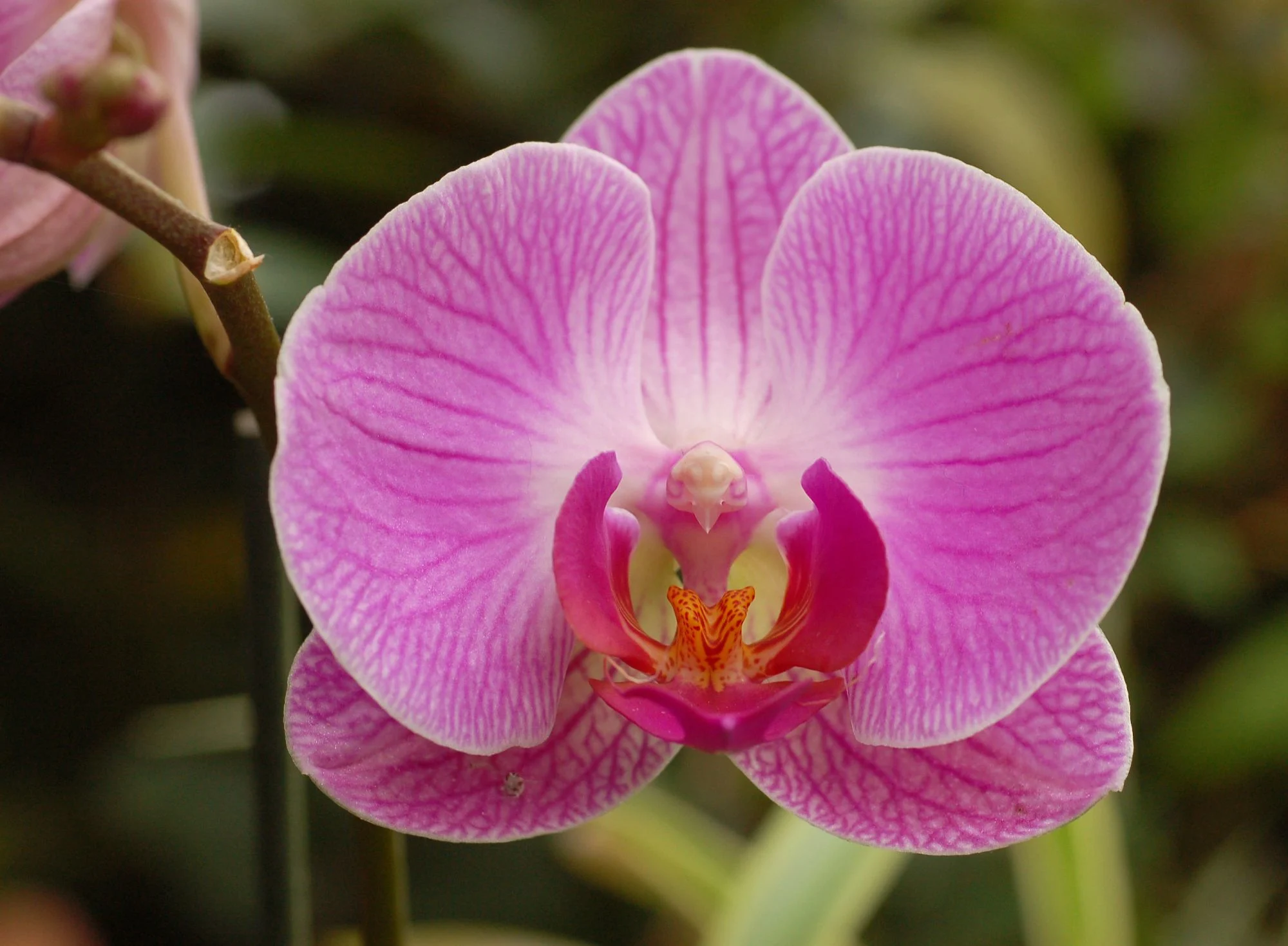 Doritaenopsis orchid