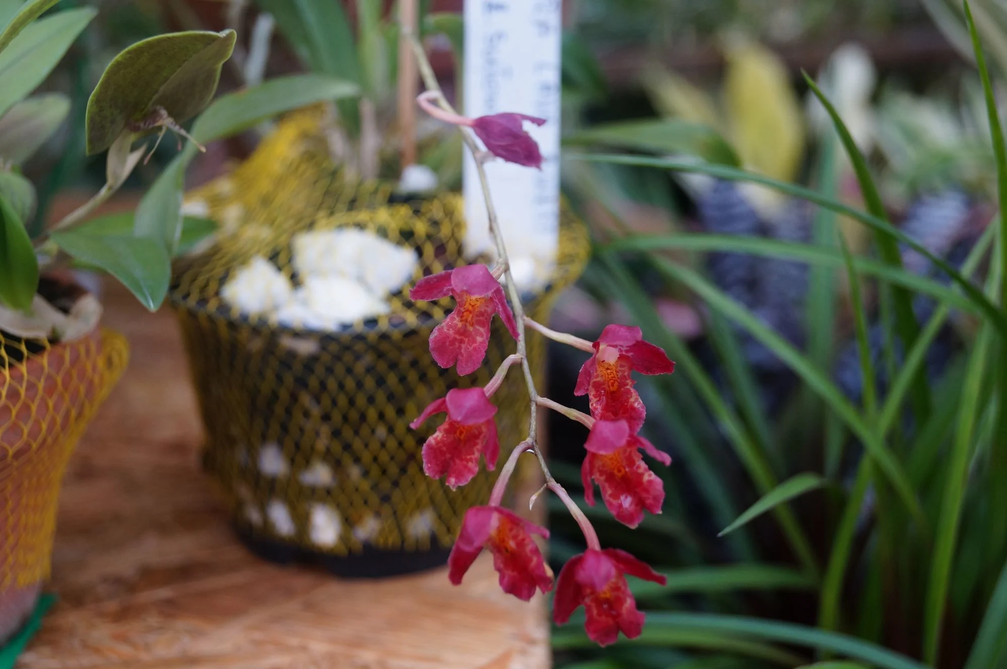 Howeara Orchid