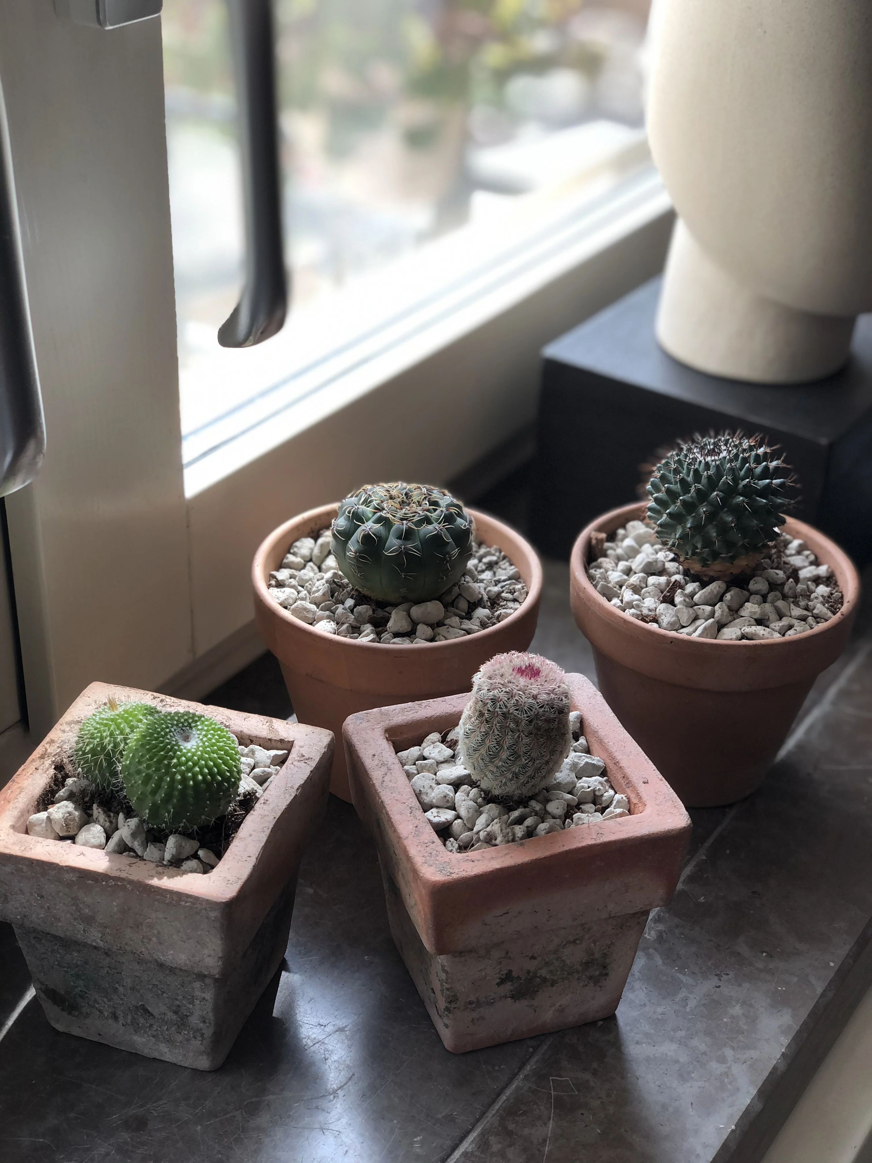 Cactus - Mixed Varieties